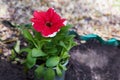 Beautiful flowers Petunia hybrid Red Picotee Red flower with pure white margin Royalty Free Stock Photo