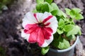 Beautiful flowers Petunia hybrid Red Picotee Red flower with pure white margin Royalty Free Stock Photo