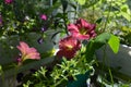 Beautiful flowers of petunia in perfect garden on the balcony. Greening with decorative plants Royalty Free Stock Photo