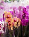 Beautiful flowers of the phalaenopsis orchid in a transparent package, many bouquets of purple, white and orange colors Royalty Free Stock Photo