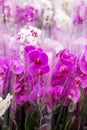 Beautiful flowers of the phalaenopsis orchid in a transparent package, many bouquets of purple and white. Sale of Royalty Free Stock Photo