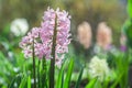 Beautiful flowers of pink hyacinths bloom in the garden Royalty Free Stock Photo