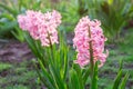 Beautiful flowers of pink hyacinths bloom in the garden Royalty Free Stock Photo