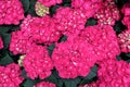 Beautiful pink hydrangea flowers at full bloom Royalty Free Stock Photo