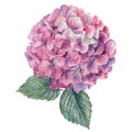 Beautiful flowers, pink hydrangeas on white background, watercolor botanical illustration, hand drawing