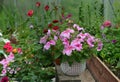 Beautiful flowers of pink petunia in pot in greenhouse. Vintage home garden and planting objects, botanical still life with summer Royalty Free Stock Photo