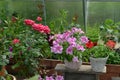 Beautiful flowers of pink petunia and rose in greenhouse. Vintage home garden and planting objects, botanical still life with Royalty Free Stock Photo