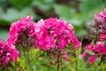 Beautiful flowers - pink phlox flowers in the garden.