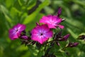 Beautiful flowers - pink phlox flowers in the garden