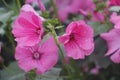 Beautiful flowers of pink Rosa Mallow or Lavatera trimestris Royalty Free Stock Photo