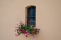 Beautiful flowers of pink rose behind window on old classic brown wall in Italian traditional style, Tuscany Royalty Free Stock Photo