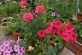 Beautiful flowers of pink rose and petunia in greenhouse. Vintage home garden and planting objects, botanical still life with Royalty Free Stock Photo