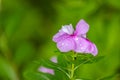 Beautiful flowers, pink tropical vinca with rain drops. Tranquil garden closeup, blooming exotic floral Royalty Free Stock Photo