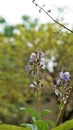 Beautiful flowers of plant Rotheca serrate known as blue fountain bush. Plant located in Madiwala lake, Bangalore