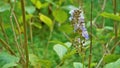 Beautiful flowers of plant Rotheca serrate known as blue fountain bush. Plant located in Madiwala lake, Bangalore