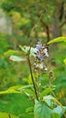 Beautiful flowers of plant Rotheca serrate known as blue fountain bush. Plant located in Madiwala lake, Bangalore