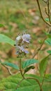 Beautiful flowers of plant Rotheca serrate known as blue fountain bush. Plant located in Madiwala lake, Bangalore