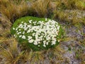 Beautiful flowers Plantago rigida, National park El Cajas, Ecuador
