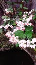 Beautiful flowers and plants at grandma's backyard house #10