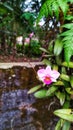 Beautiful flowers and plants at grandma& x27;s backyard house 1