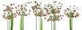 Beautiful flowers and plants of Sicilian Honeywell, allium