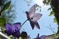 Beautiful flowers of platycodon grandiflorus on the background of blue sky. Sunny day in small garden on the balcony Royalty Free Stock Photo