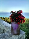 Beautiful flowers in a pot at Afytos, Kassandra, Chalkidiki. View of Aegean Sea, Greece. Royalty Free Stock Photo