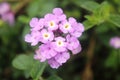 Beautiful flowers of purple Pentas lanceolata