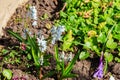 Beautiful flowers of Puschkinia scilloides commonly known as striped squill or Lebanon squill in garden at spring