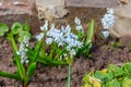 Beautiful flowers of Puschkinia scilloides commonly known as striped squill or Lebanon squill in garden at spring