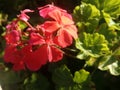 Red Beautiful flowers