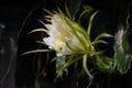 The beautiful flowers of red dragon fruit are blooming towards the roadside, welcoming passersby and attracting bees! Royalty Free Stock Photo