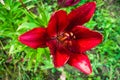 Beautiful flowers of red lilies in the garden. Rain drops on lily flower Royalty Free Stock Photo