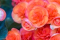 Beautiful flowers of red-orange tuberous begonia.