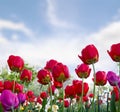 Beautiful flowers red and pink tulips in garden in a spring day Royalty Free Stock Photo