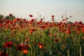 Beautiful flowers red poppies blossom, wild field at sunset, selective focus, soft light, light of setting sun, Close-up of Royalty Free Stock Photo