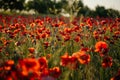 Beautiful flowers red poppies blossom, wild field at sunset, selective focus, soft light, light of setting sun, Close-up of Royalty Free Stock Photo