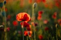 Beautiful flowers red poppies blossom, wild field at sunset, selective focus, soft light, light of setting sun, Close-up of Royalty Free Stock Photo