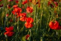 Beautiful flowers red poppies blossom, wild field at sunset, selective focus, soft light, light of setting sun, Close-up of Royalty Free Stock Photo