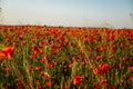 Beautiful flowers red poppies blossom, wild field at sunset, selective focus, soft light, light of setting sun, Close-up of Royalty Free Stock Photo