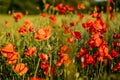 Beautiful flowers red poppies blossom, wild field at sunset, selective focus, soft light, light of setting sun, Close-up of Royalty Free Stock Photo
