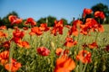 Beautiful flowers red poppies blossom, wild field at sunset, selective focus, soft light, light of setting sun, Close-up of Royalty Free Stock Photo