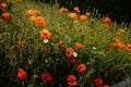 Beautiful flowers red poppies blossom, wild field at sunset, selective focus, soft light, light of setting sun, Close-up of Royalty Free Stock Photo