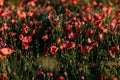Beautiful flowers red poppies blossom, wild field at sunset, selective focus, soft light, light of setting sun, Close-up of Royalty Free Stock Photo