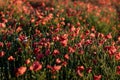 Beautiful flowers red poppies blossom, wild field at sunset, selective focus, soft light, light of setting sun, Close-up of Royalty Free Stock Photo