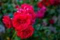 Beautiful flowers of a red rose (Rosa Chinensis) for a holiday, close-up, blurred green background. Natural pattern Royalty Free Stock Photo