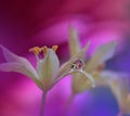 Beautiful Nature Background.Artistic Violet Wallpaper.Natural Macro Photography.Spring,white flowers.Floral Art.Purity,water,light