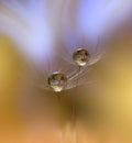 Beautiful flowers reflected in the water,artistic concept.Tranquil abstract closeup art photography.Floral fantasy design. Royalty Free Stock Photo