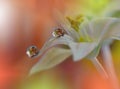 Beautiful flowers reflected in the water,artistic concept.Tranquil abstract closeup art photography.Floral fantasy design. Royalty Free Stock Photo