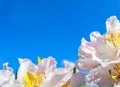 Beautiful flowers of Rhododendron Cunningham`s White on the background of blue sky Royalty Free Stock Photo